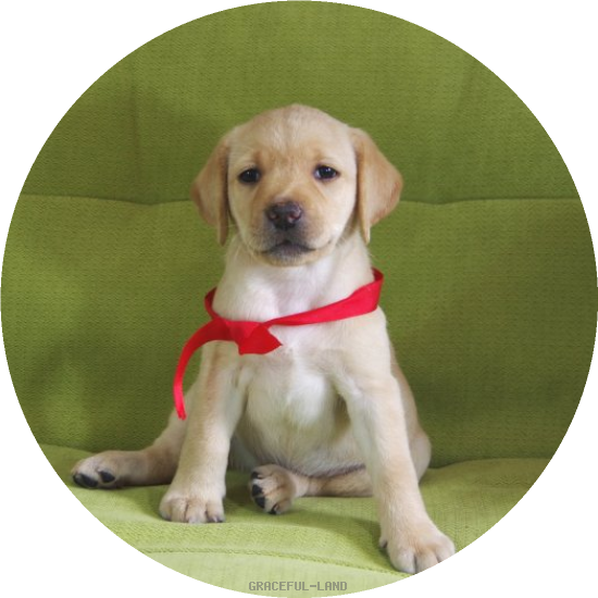 英国ラブラドールの子犬(A child of マナスル & ) 英国ラブラドールの子犬